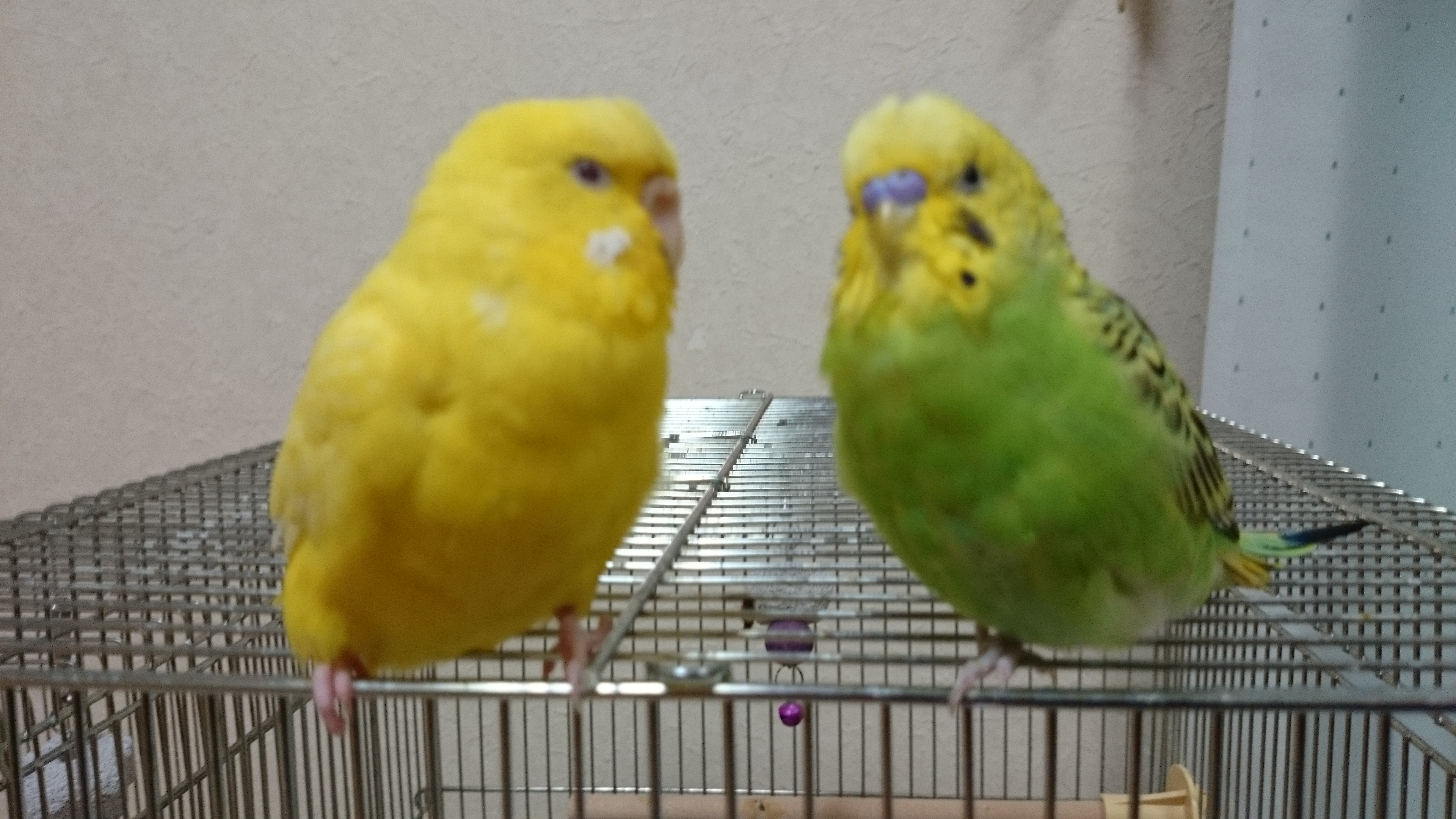 2016年の抱負と野望