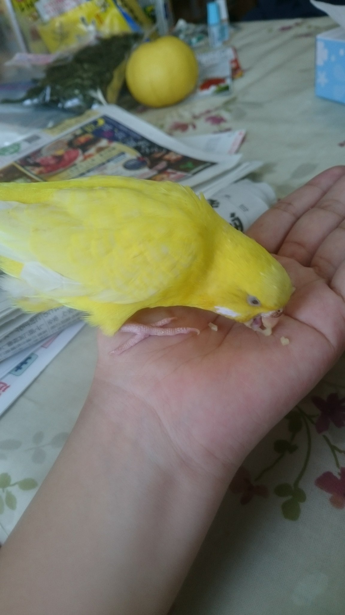 ありがとうヒナ