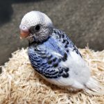 ロクとナナ
